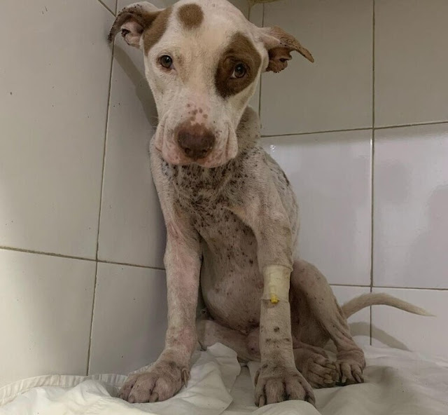 The horrific treatment Valentino endured...