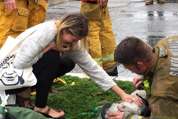 Klein gave the puppy CPR, often known as...