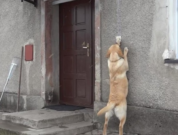 For the owner, the return of their belov...