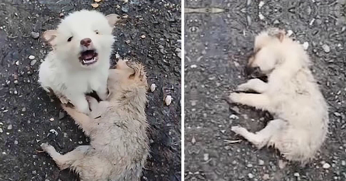 The video, which has been seen over five...