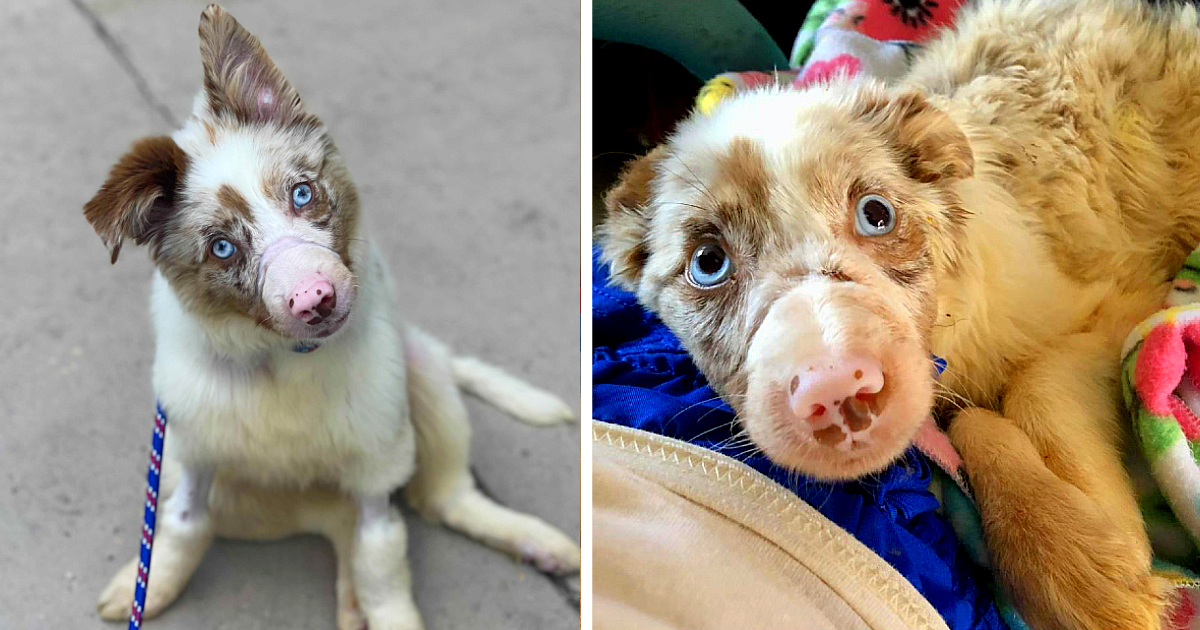 The animal rescue organization shared th...