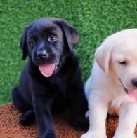 This heartwarming story reveals the emot...