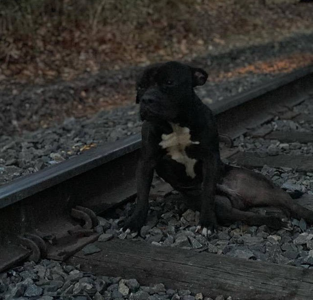 They still don’t know if the puppy...