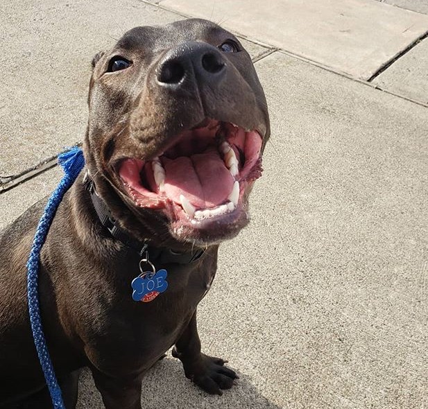 Ultimately, all Joey longed for was a ho...