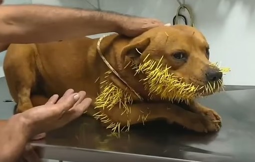 As for the porcupine involved in this la...