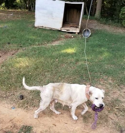 Rescued Senior Dog Maggie Finds Love and a Forever Home After a Tough Start
