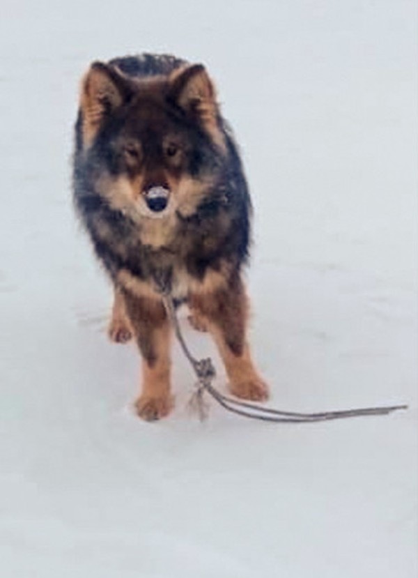 The rescue team arrived swiftly, taking ...