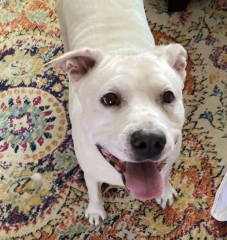 Rescued Senior Dog Maggie Finds Love and a Forever Home After a Tough Start