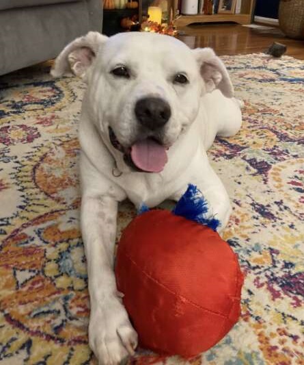 Rescued Senior Dog Maggie Finds Love and a Forever Home After a Tough Start