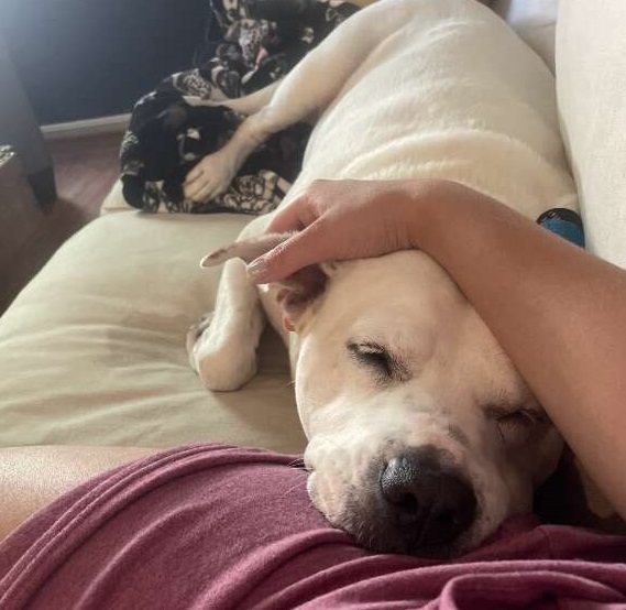 Rescued Senior Dog Maggie Finds Love and a Forever Home After a Tough Start