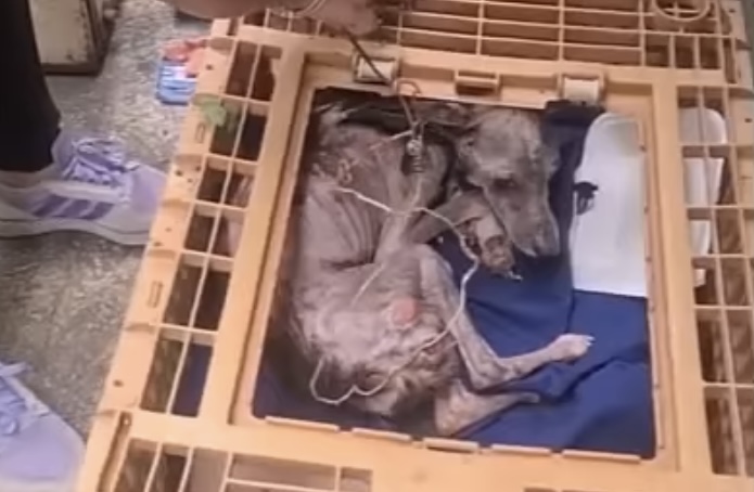 As the new owner gently reached out to c...