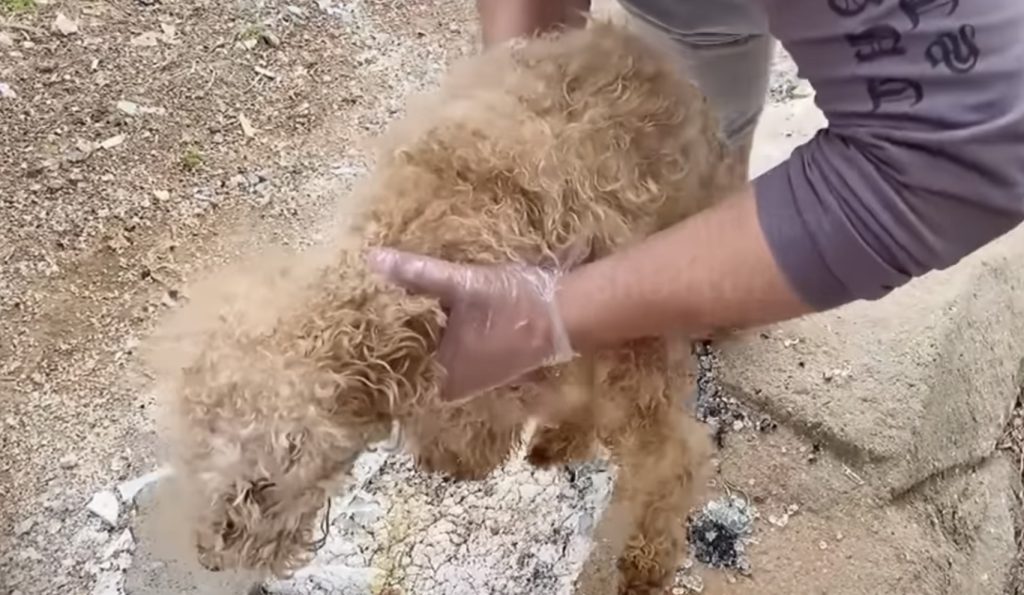 Now, in a twist of fate, the dog enjoys ...