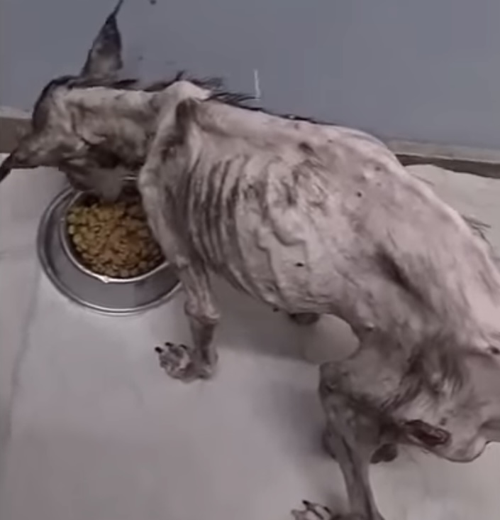 Extra image from article