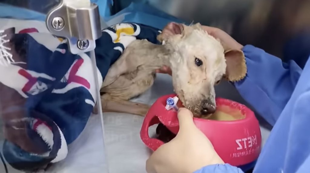 Extra image from article