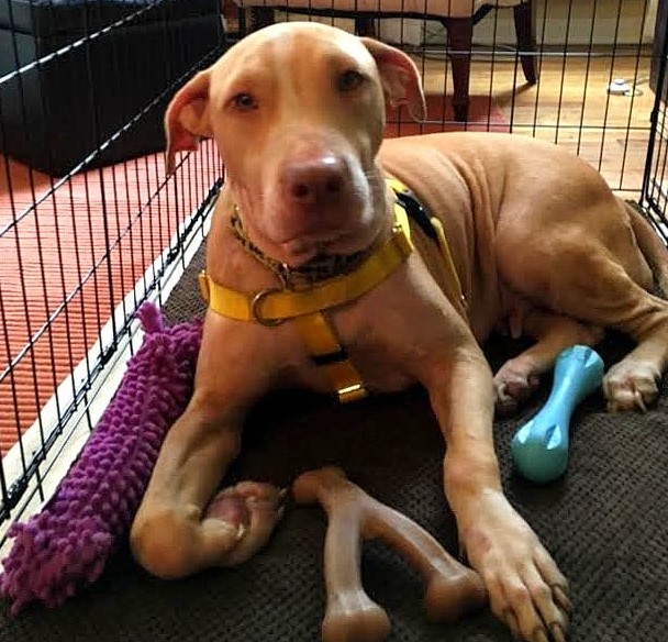 In the near future, Betsey will need a f...