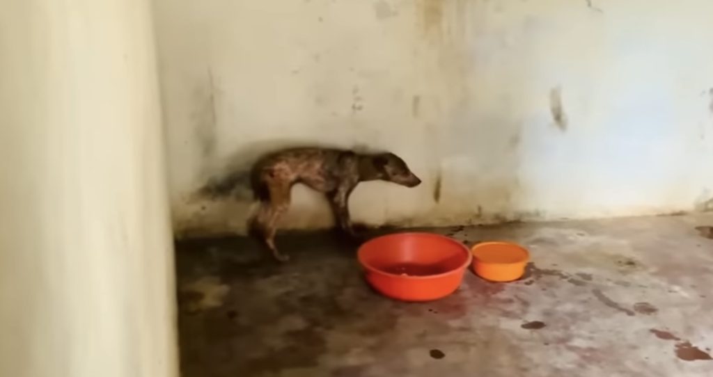 The rescuers approached the dog with car...