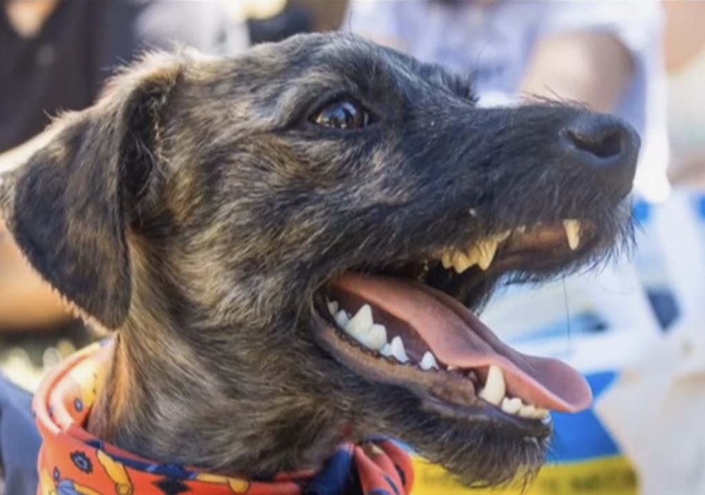 Extra image from article