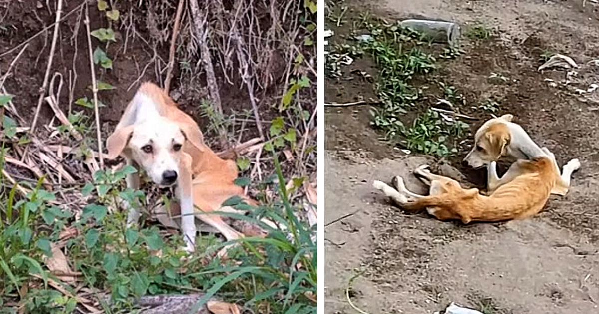 It was not far from the shelter so the r...