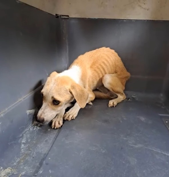 Please Share her story may she finds the...