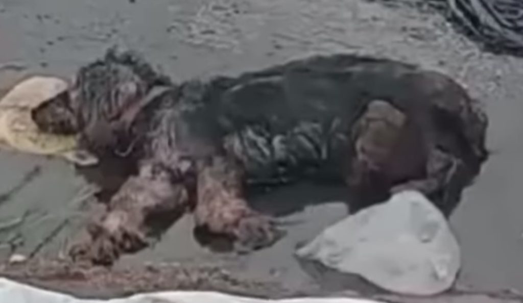 As he started to heal, Lipe’s determinat...