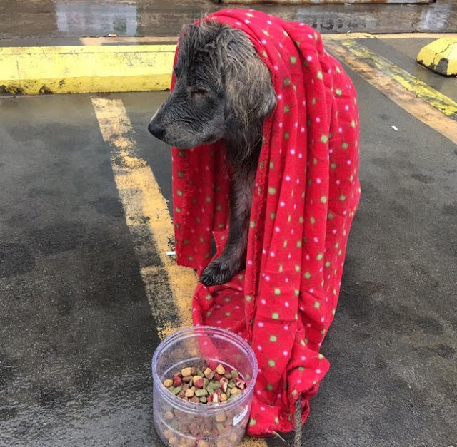 Extra image from article