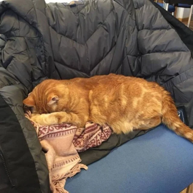 Extra image from article