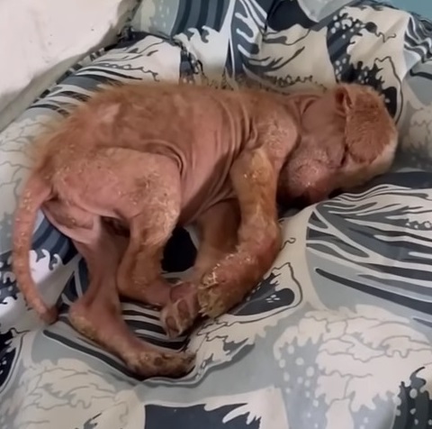 Extra image from article