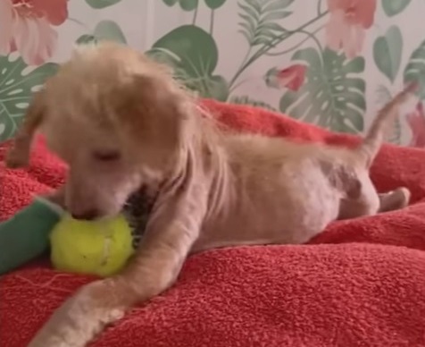 Extra image from article