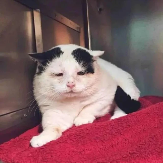When Tuffy arrived at the rescue center,...