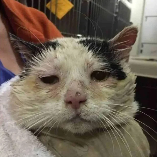 This is the tale of one such cat, named ...