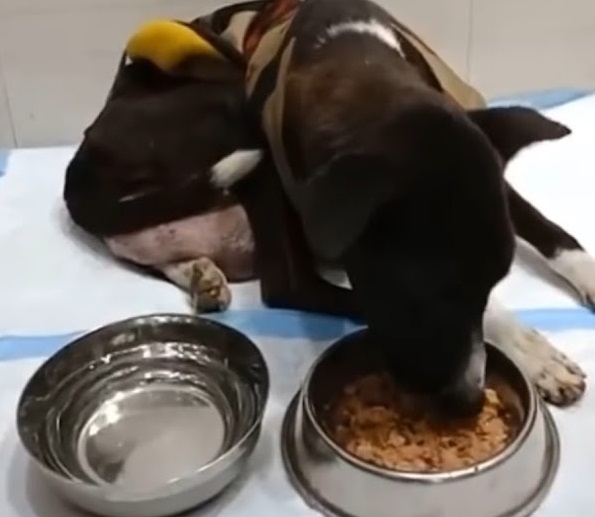 With his health on the mend, Midnight is...