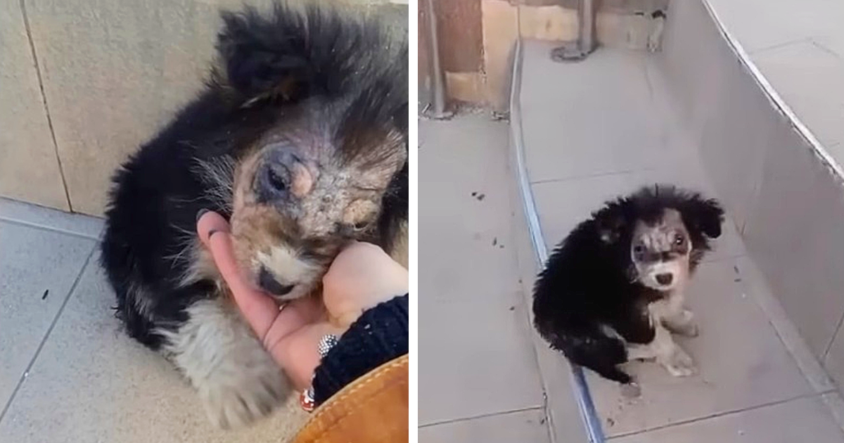 Aurora received necessary medical treatm...