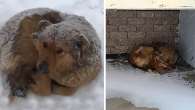 The puppies were shivering from hunger a...