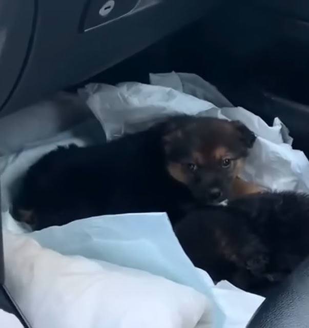 These adorable puppies are maturing. The...