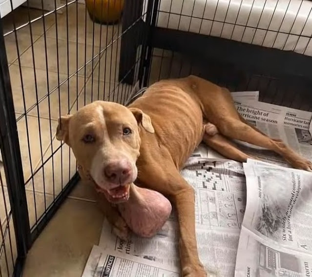 Extra image from article