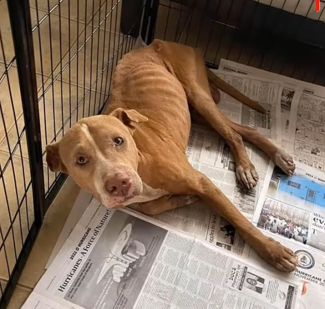 Extra image from article