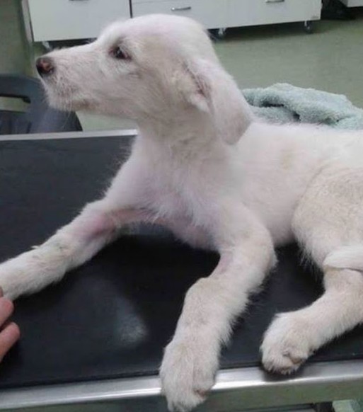 Extra image from article