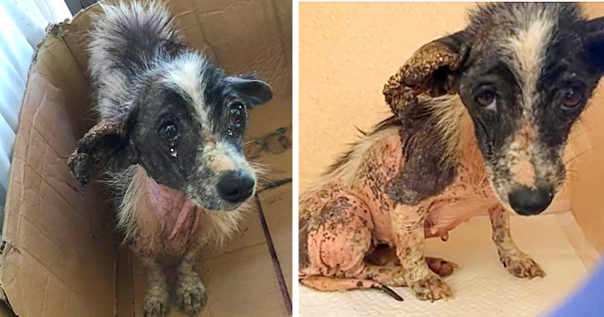Annie, the little dog Aura found, had be...