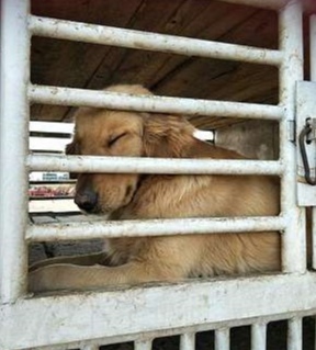 According to an animal friend surnamed X...