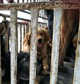 All of the dogs were believed to be stol...