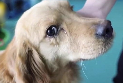 While many believed the dog was shedding...