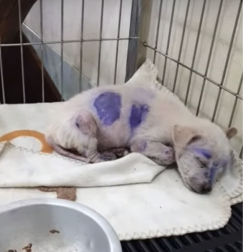 The puppy was sent to foster care after ...