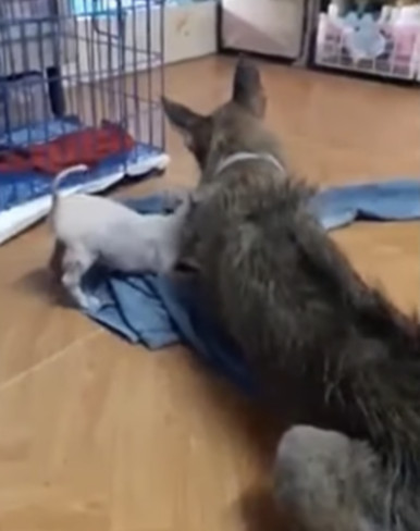 The puppy was sent to a foster home afte...