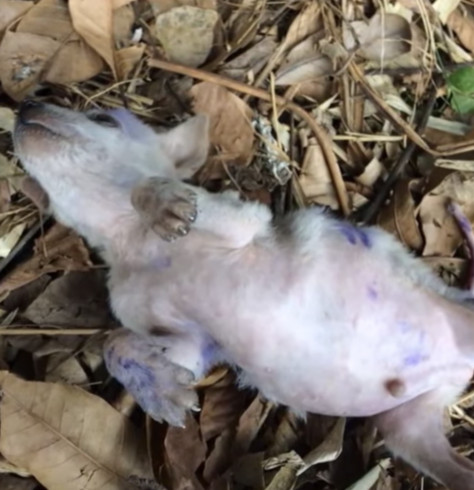 The veterinarian proposed a likely theor...