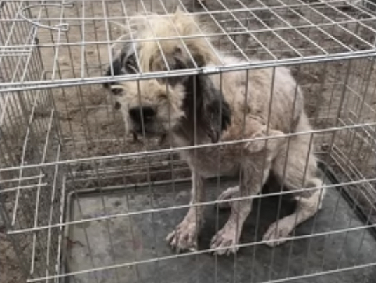 Her improvement, albeit gradual, was rem...