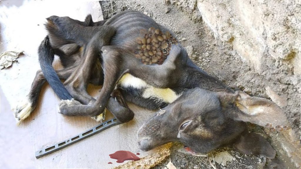 When the animal rescue team received the...