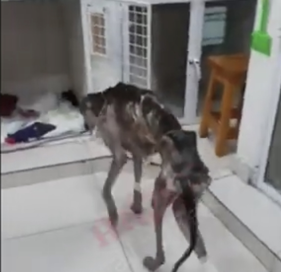 Extra image from article