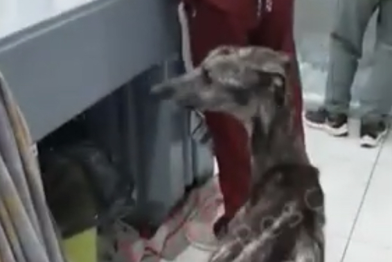 Ruperto's journey has captured hearts, u...