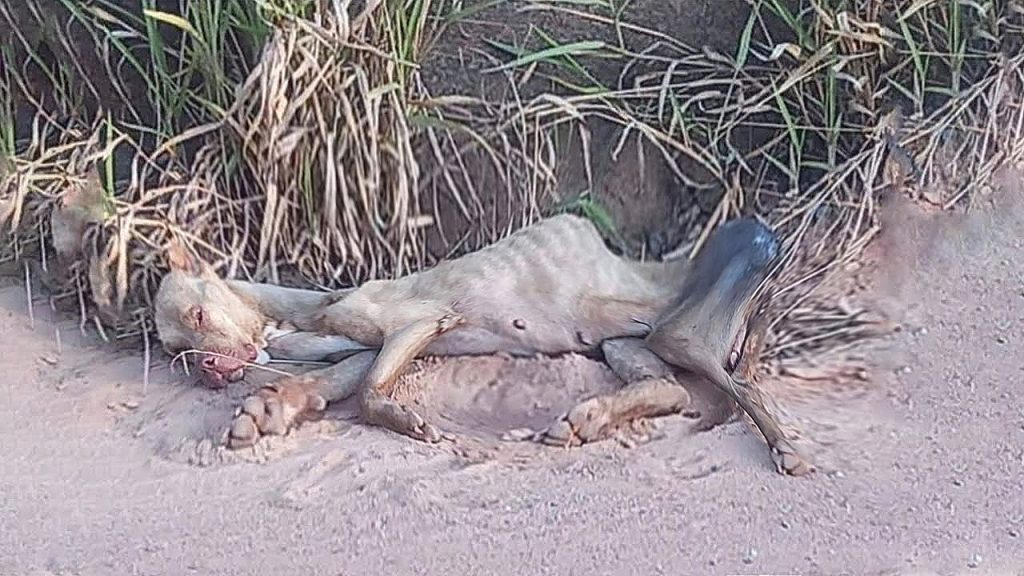 That miracle came in the form of a compa...