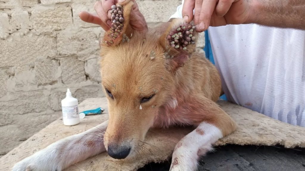 Gradually, as the bond between the woman...